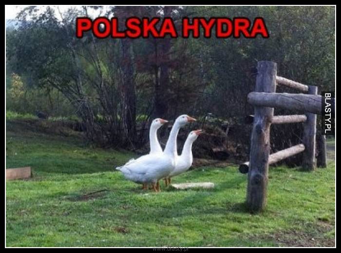 Polska hydra
