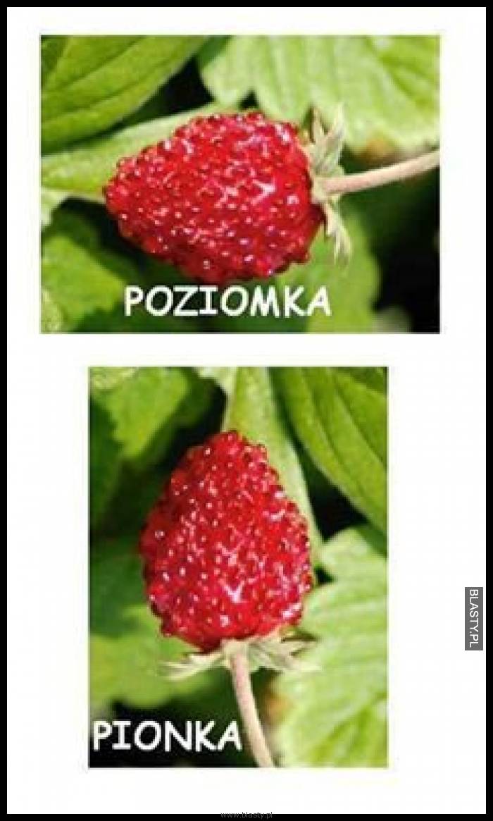 Poziomka