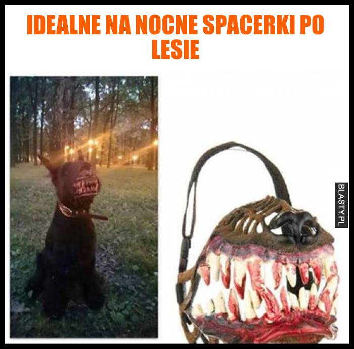 Idealne na nocne spacerki po lesie