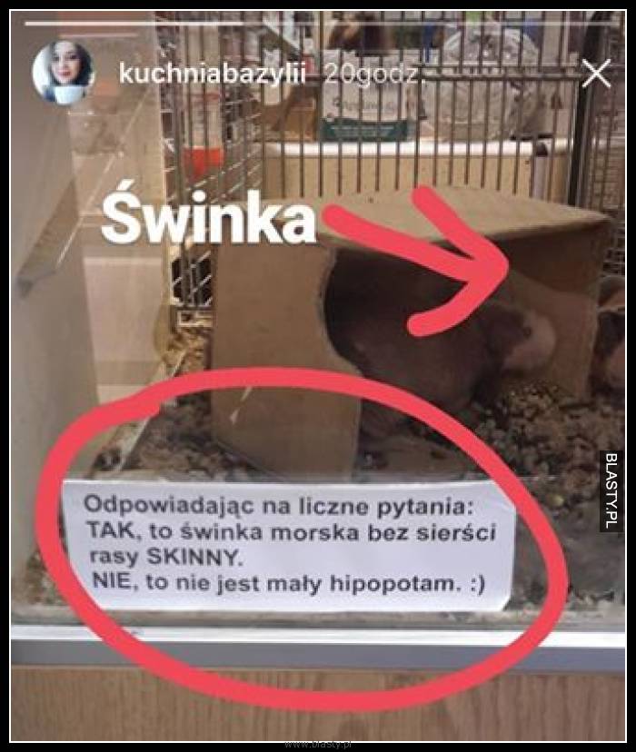 Odpowiadając na liczne pytania tak to świnka morska bez sierści