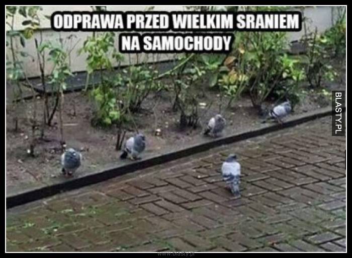 Odprawa przed wielkim sraniem na samochody