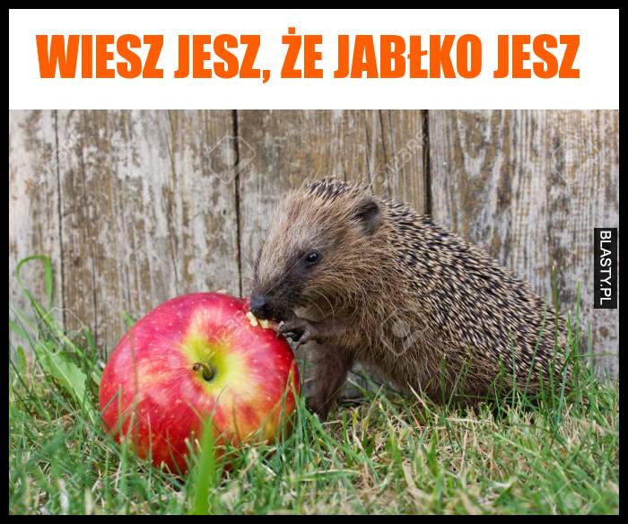 Wiesz jesz, że jabłko jesz