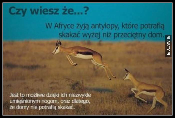 Czy wiesz, że w afryce żyją antylopy, które potrafią skakać wyżej niż przeciętny dom