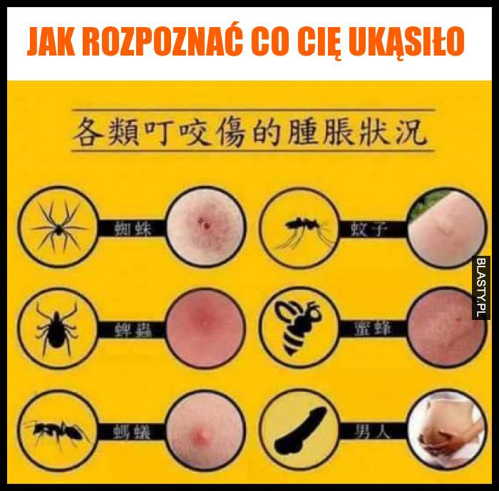 Jak rozpoznać co Cię ukąsiło