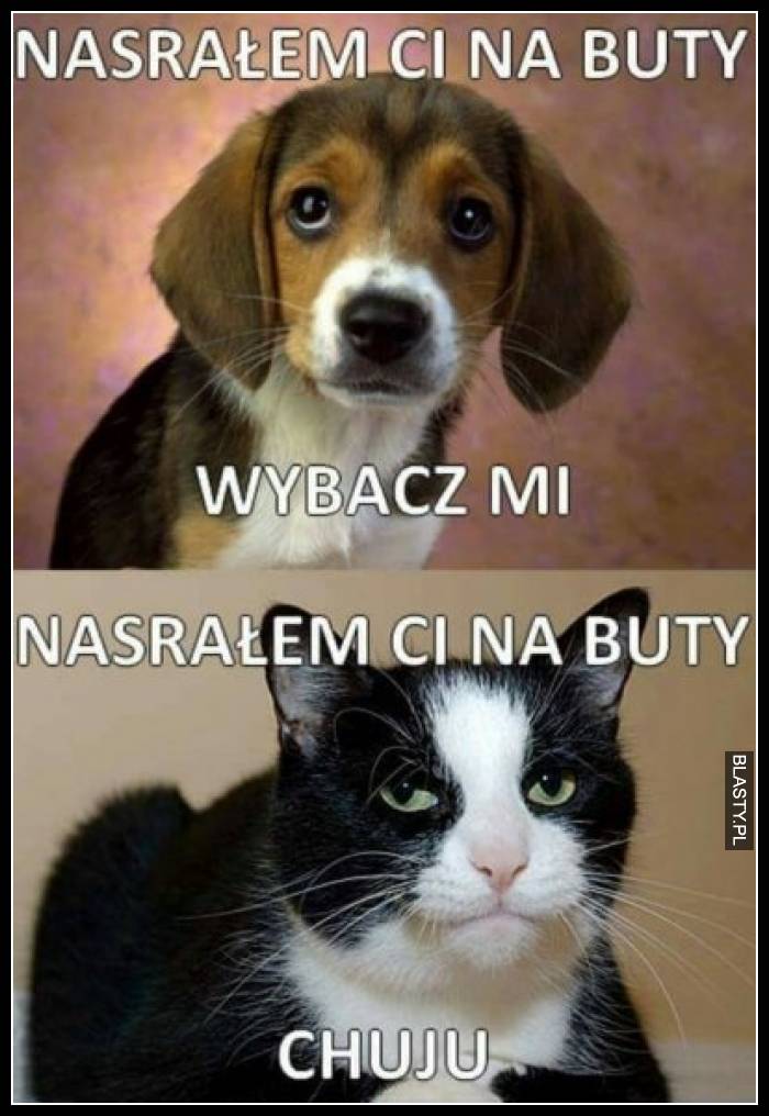 Nasrałem Ci na buty wybacz mi