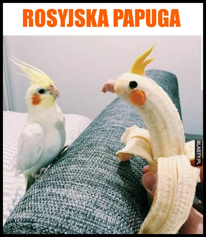 Rosyjska Papuga