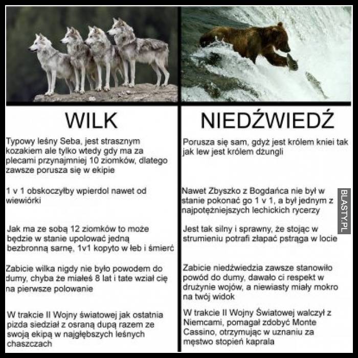 Wilk vs niedźwiedź