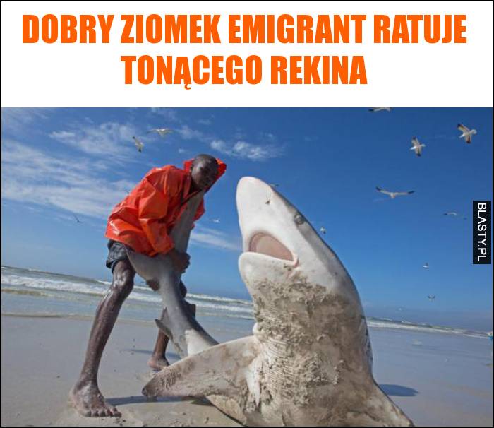 Dobry ziomek emigrant ratuje tonącego rekina
