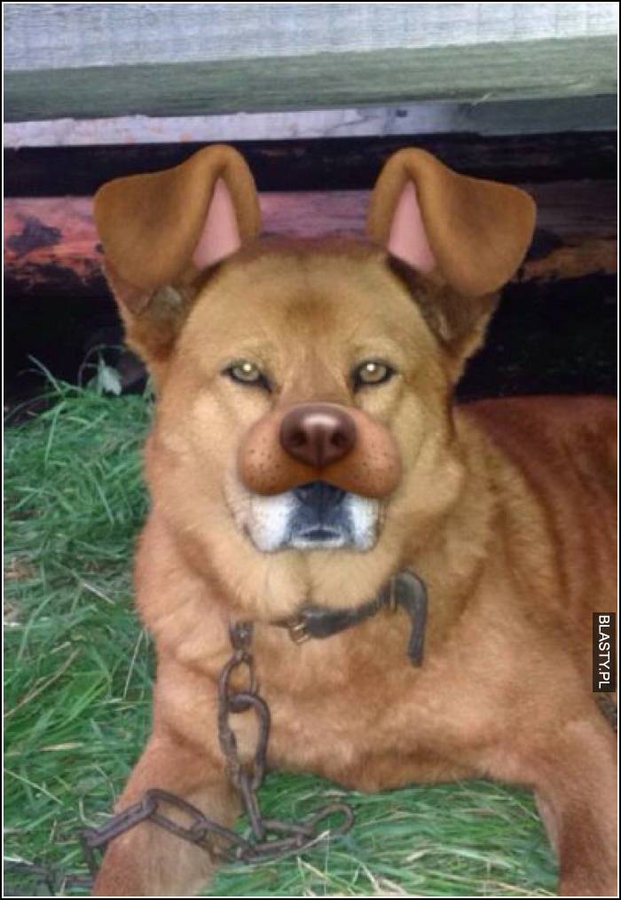 filtr instagrama na prawdziwym psie