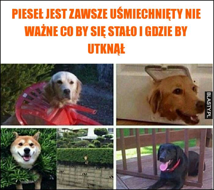 Pieseł jest zawsze uśmiechnięty nie ważne co by się stało i gdzie by utknął