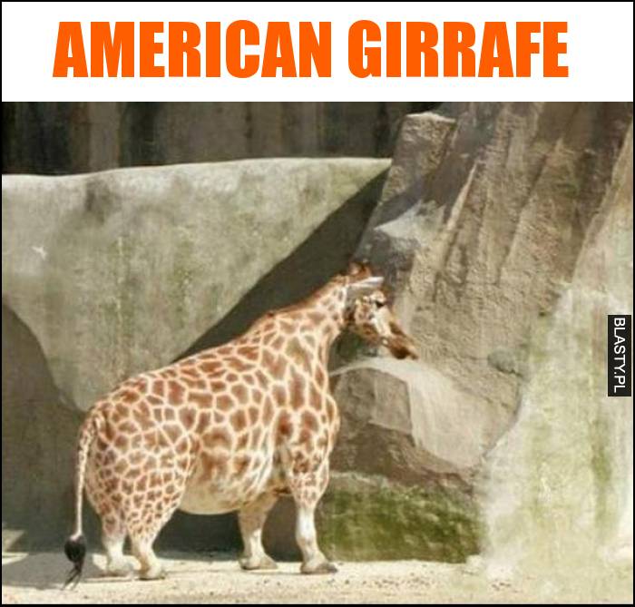 American girrafe