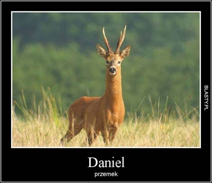 Daniel -  przemek