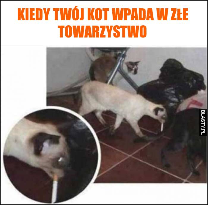 Kiedy twój kot wpada w złe towarzystwo