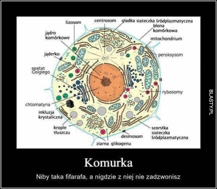 Komurka niby taka fifarafa a nigdzie z niej nie zadzwonisz