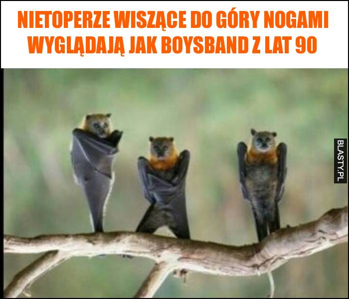 Nietoperze wiszące do góry nogami wyglądają jak boysband z lat 90