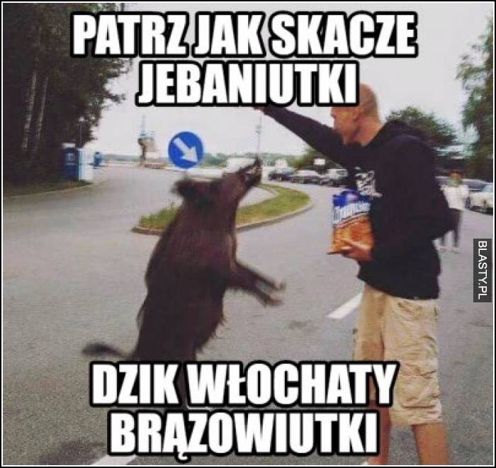 Patrz jak skacze jebaniutki - dzik włochaty brązowiutki