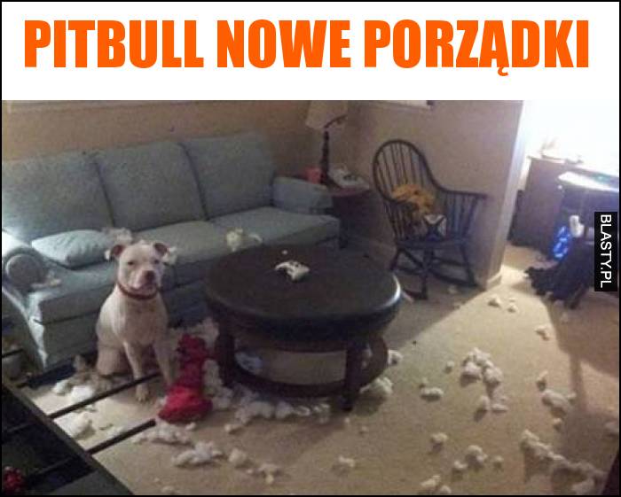 Pitbull nowe porządki