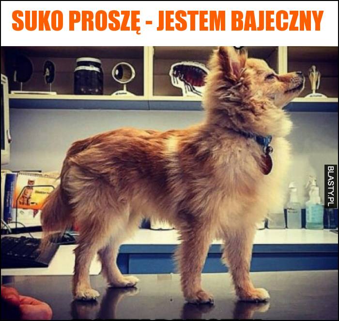 Suko proszę - jestem bajeczny