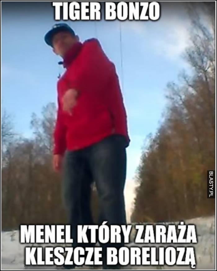 Tiger Bonzo - menel, który zaraża kleszcze boleriozą