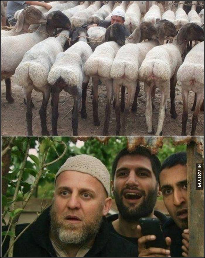 araby podgladaja owce