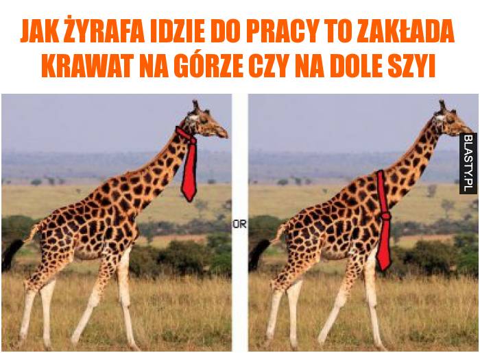 jak żyrafa idzie do pracy to zakłada krawat na górze czy na dole szyi