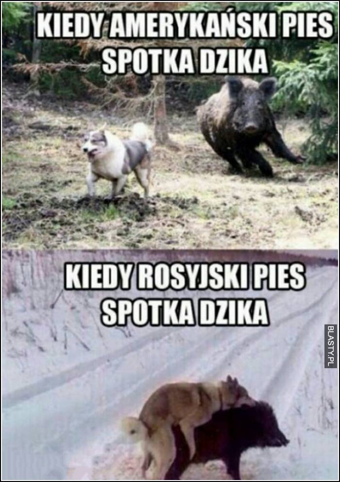 Kiedy amerykański pies spotyka dzika