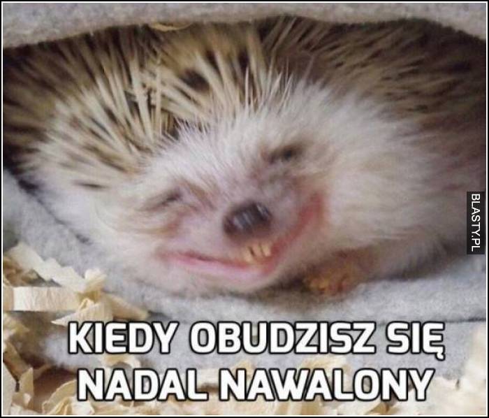 Kiedy obudzisz się nadal nawalony