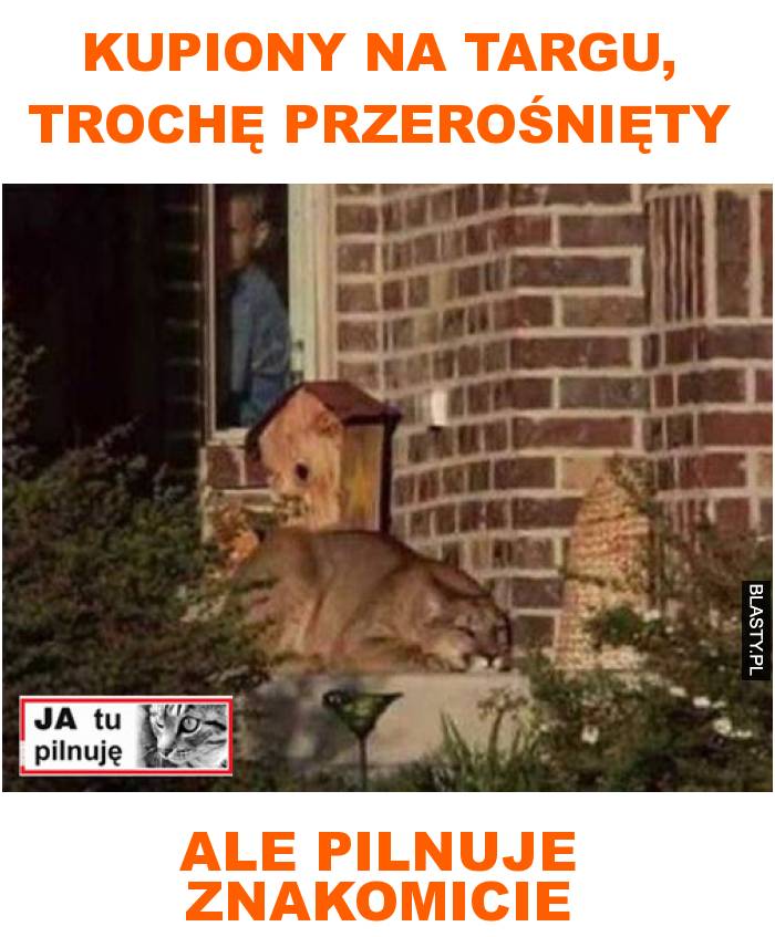 Kupiony na targu, trochę przerośnięty