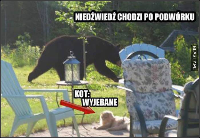 niedźwiedź chodzi po podwórku, a kot ma wyjebane