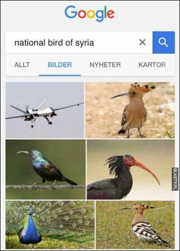Nord Bird of Syria