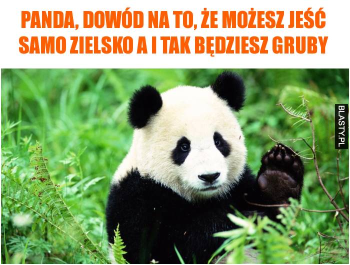 Panda, dowód na to, że możesz jeść samo zielsko a i tak będziesz gruby