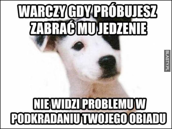 pies warczy kiedy biorę mu jedzenie