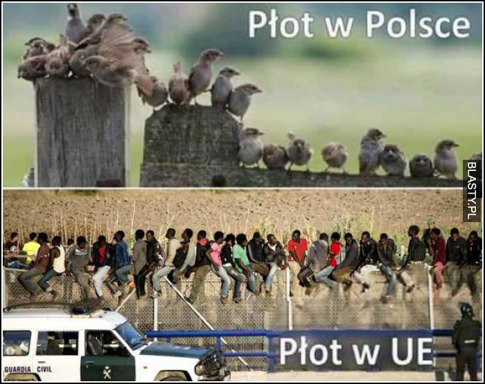 płot w Polsce i płot w UE