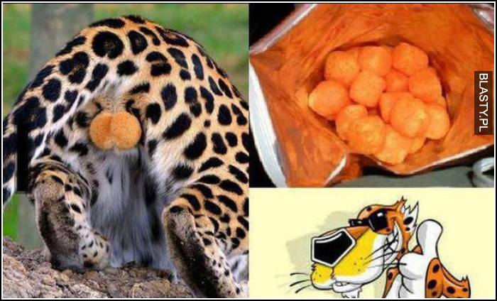 cheetosy