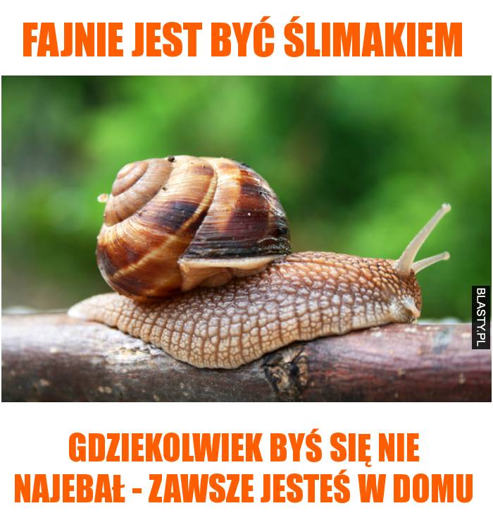 Fajnie jest być ślimakiem