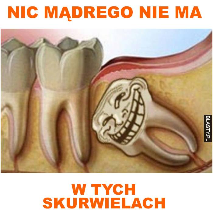 nic mądrego nie ma w tych skurwielach