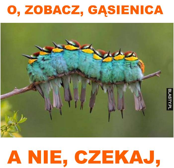 O, zobacz, gąsienica