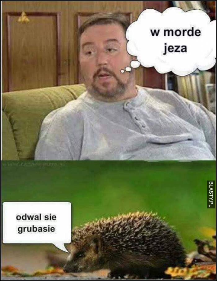 odwal się grubasie