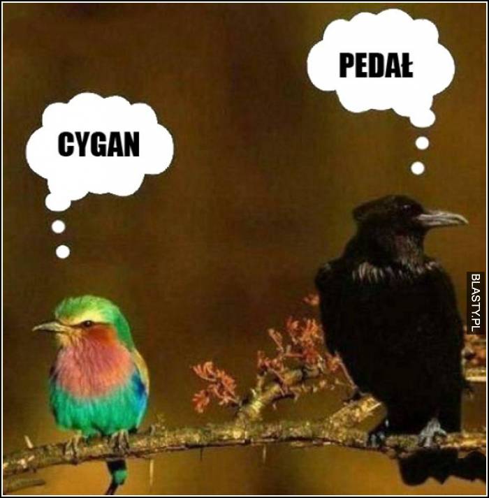 pedał i cygan