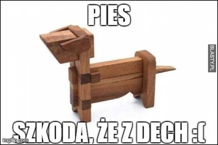 Pies - szkoda, że z dech