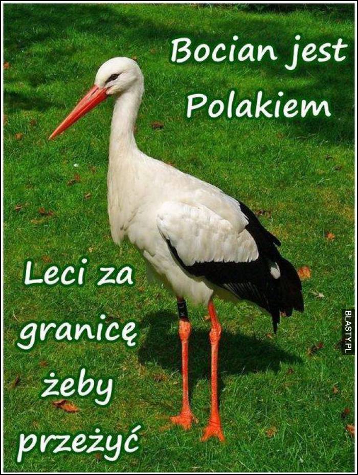 bocian jest polakiem