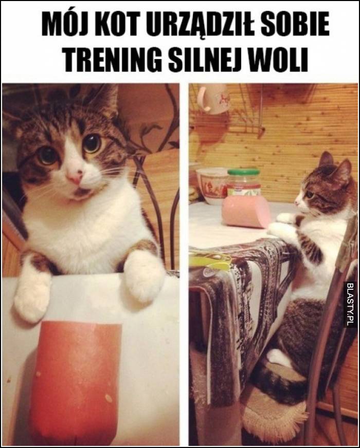 mój kot urządził sobie trening silnej woli