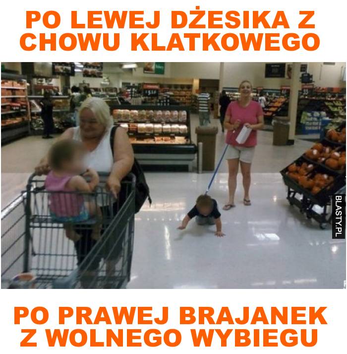 po lewej dżesika z chowu klatkowego