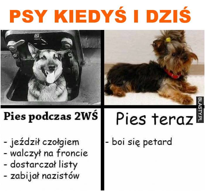 psy kiedyś i dziś