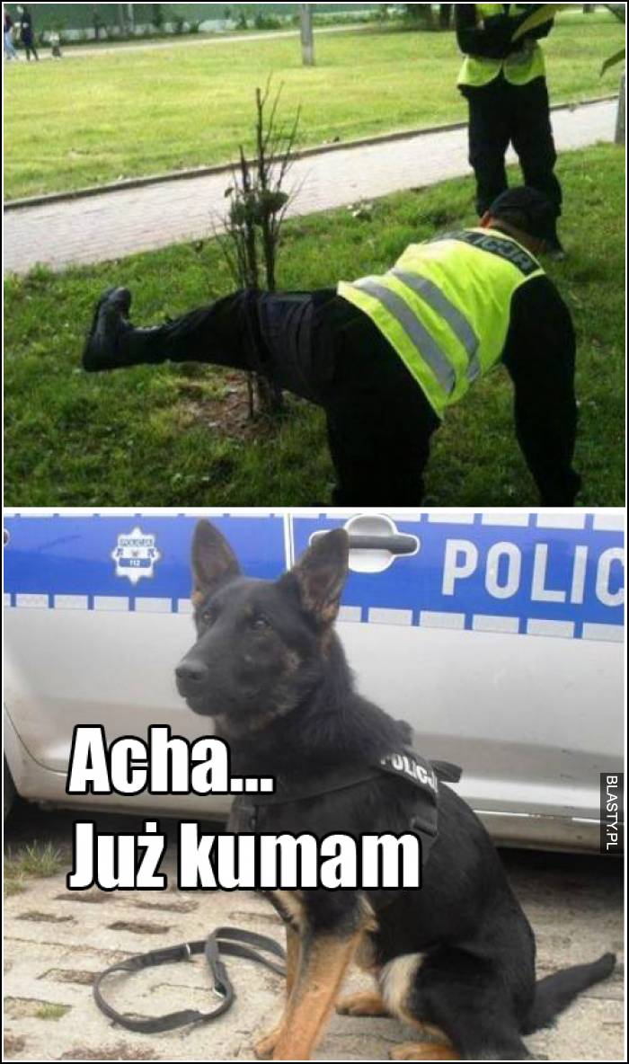 szkolenie psów policyjnych
