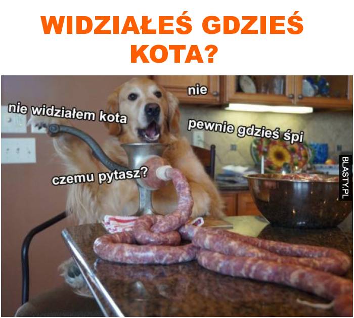 Widziałeś gdzieś kota?