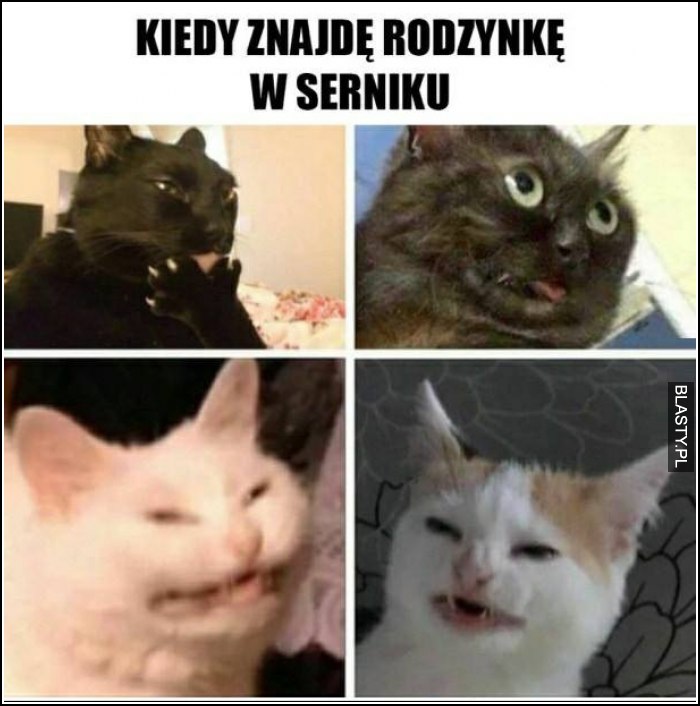 Kiedy znajdę rodzynkę w serniku