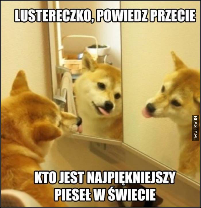 najpiękniejszy pieseł na świeice