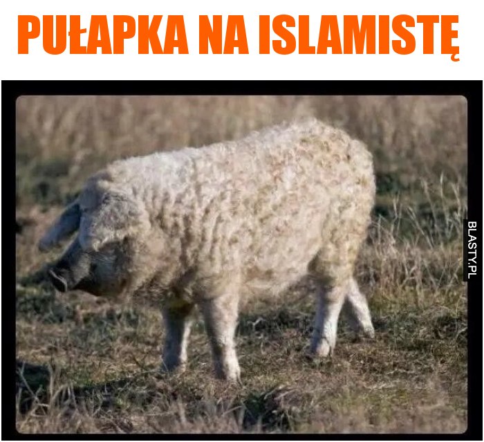 Pułapka na islamistę