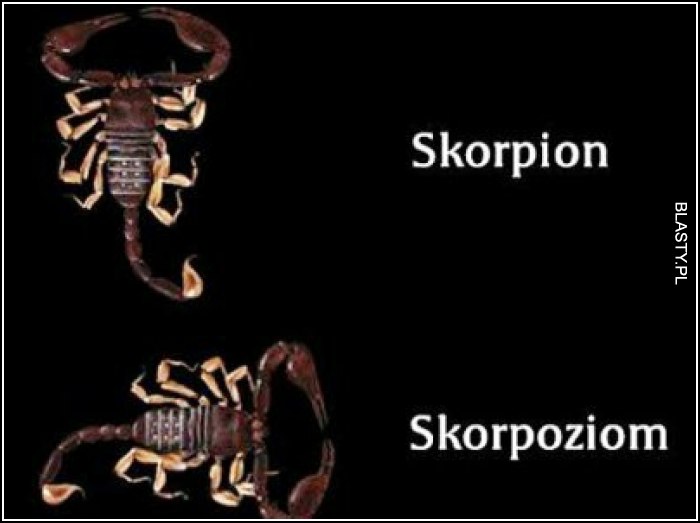 Skorpion vs skorpoziom